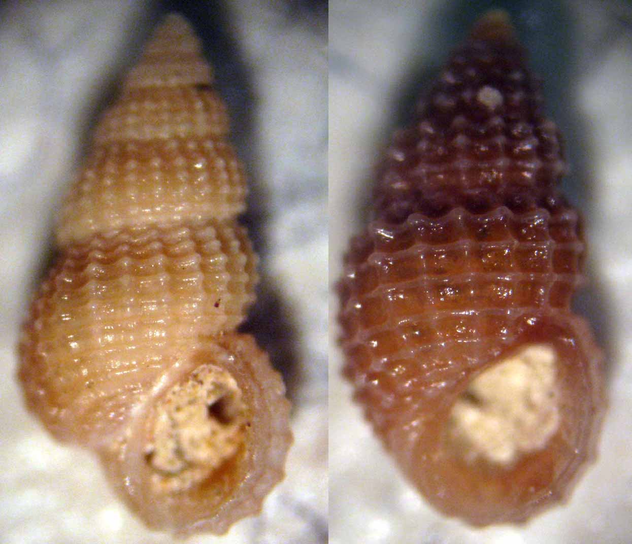 Alvania beani_hispidula